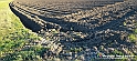 20230110_154601 - Dalla terra... il grano